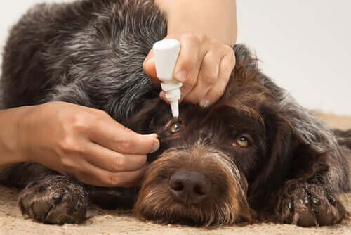 Augeninfektionen bei Hunden: Ursachen und Auswirkungen