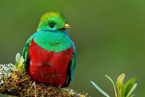 Der legendäre mesoamerikanische Quetzal