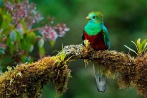 Der legendäre Quetzal von Mesoamerika