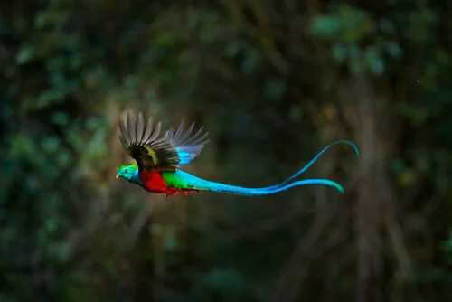 Der legendäre Quetzal