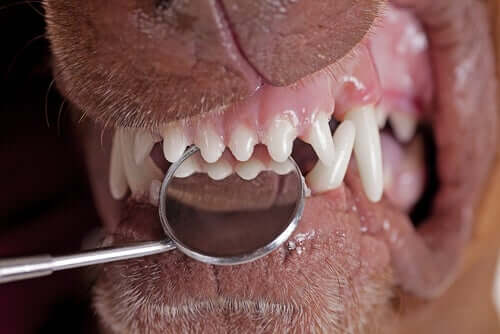 Erwachsener Hund verliert seine Zähne