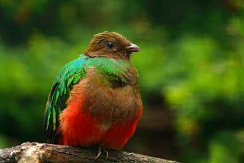 Goldkopf-Quetzal