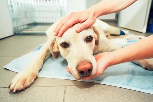 Hämangiosarkom beim Hund: Symptome und Behandlung