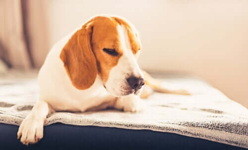 Beagle fühlt sich nicht wohl