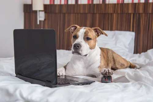 Hund mit Laptop
