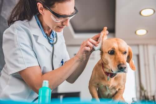 Infektionen bei Hunden - Asepsis in der Tierklinik