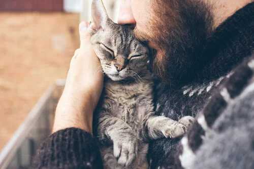 Alles Wichtige rund um die Katzenkrankenversicherung