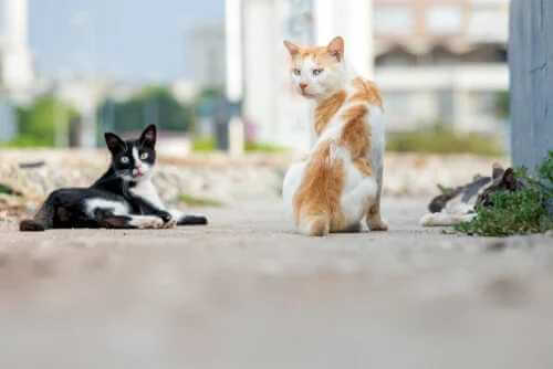 Internationaler Katzentag