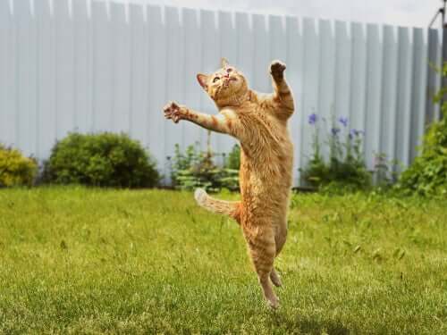 Katze springt in die Luft