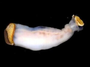 Lithoredo abatanica, die Molluske, die den Flusslauf verändern kann