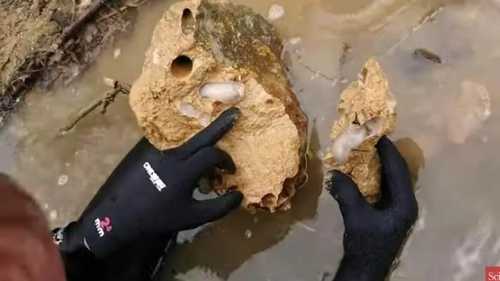 Lithoredo abatanica frisst Kalkstein