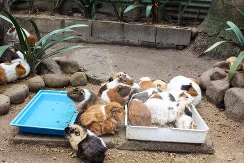 Meerschweinchen sind sehr gesellig