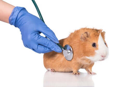 Plagen bei Meerschweinchen