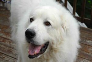 Pyrenäen-Berghund: Geschichte und Eigenschaften