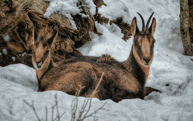 Die Pyrenäen-Gämse: ein erstaunliches Lebewesen