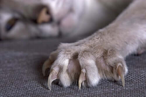 Scharfe Katzenkrallen