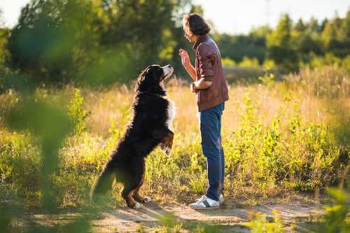 So kam der Mensch auf den Hund