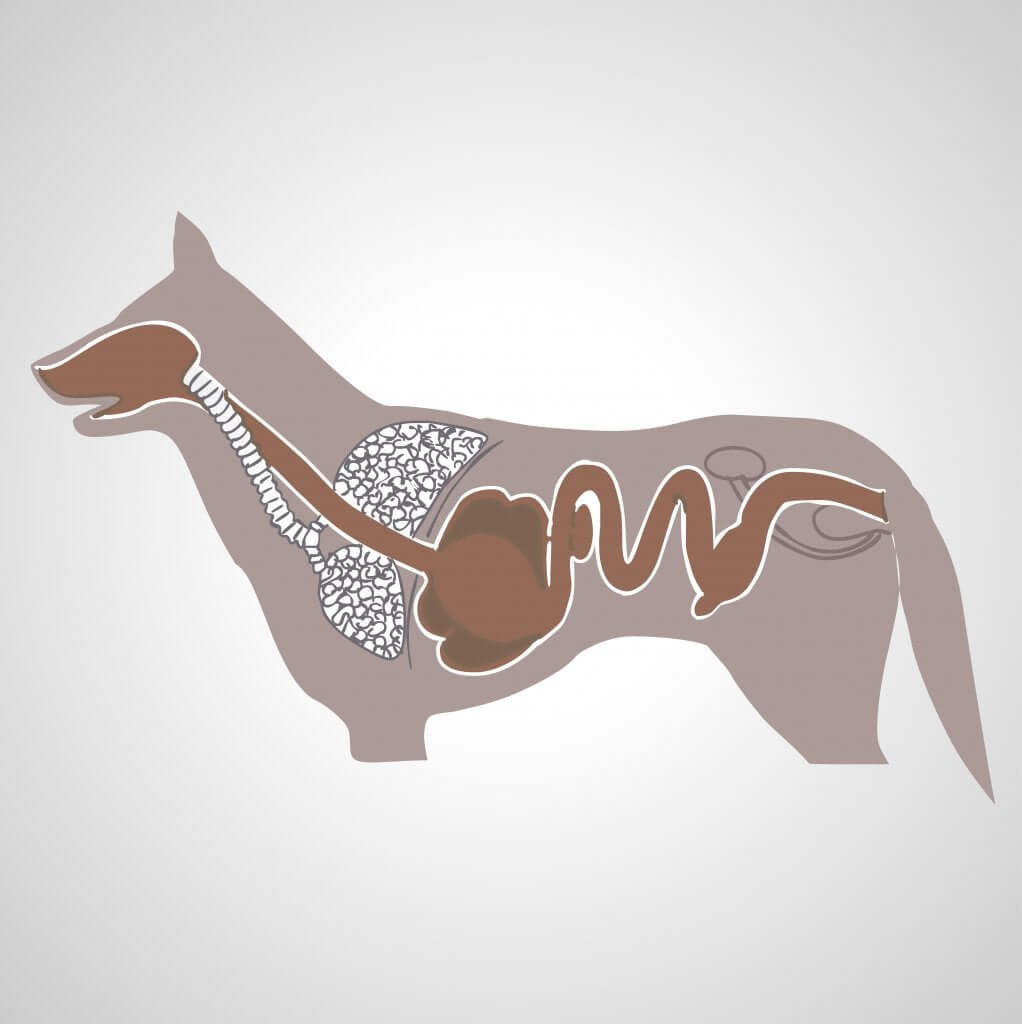 Verdauungstrakt eines Hundes