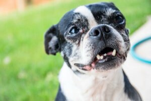 Warum ein erwachsener Hund seine Zähne verliert