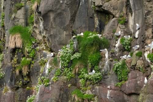 Was macht ein Tierethologe?