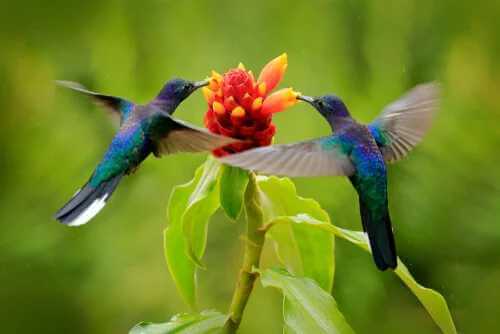 Zeitwahrnehmung bei Kolibris