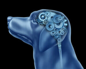 Zwangsstörungen bei Hunden: gibt es das?