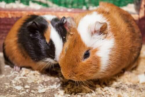 Meerschweinchenpärchen sieht verliebt aus