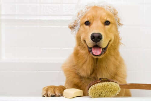 Solltest du dein Haustier während der Quarantäne häufiger baden?