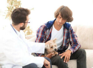 Hyperparathyreoidismus bei Hunden: Welche Auswirkungen hat diese Erkrankung?