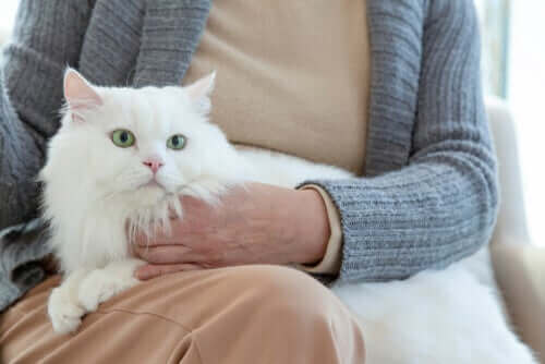 Ältere Katzen: Wie verändert sich ihr Verhalten?