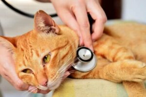 Veterinärmedizinische Notfälle - Katze
