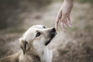 wissenschaftliche Studien - Hund riecht an einer Hand