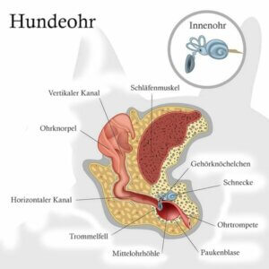 Gehör des Hundes