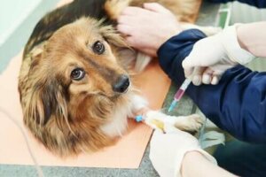 Hyperparathyreoidismus - Hund erhält Spritze