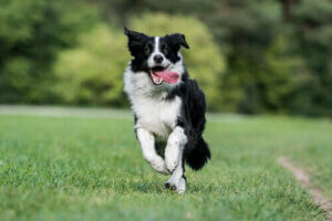 Kohlenhydrate - gesunder Border Collie