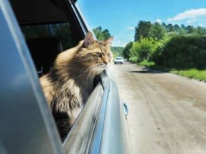 Übelkeit bei Katzen - Katze im Auto