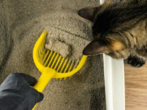 ältere Katzen - Reinigung der Katzentoilette