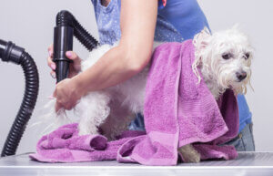 Haustier während der Quarantäne - Hund baden und trocknen