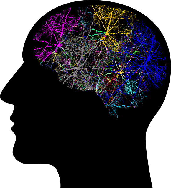 Abbildung eines menschlichen Gehirns