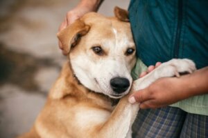 Adoption oder Kauf von Haustieren?