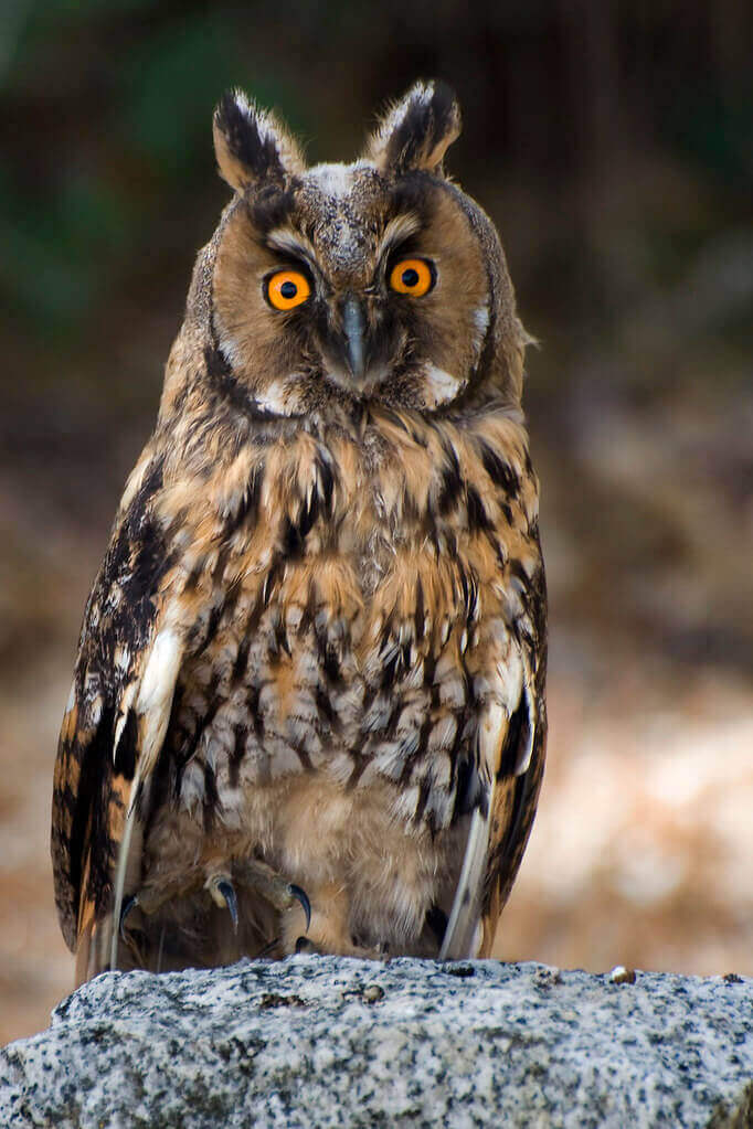 Asio Otus