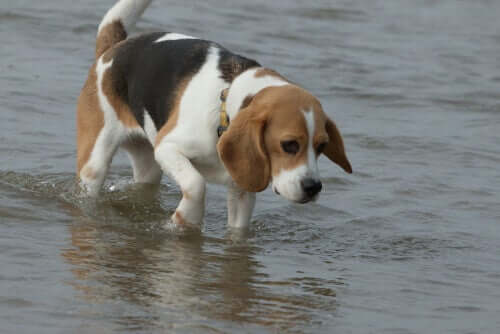 Beagle watet durch das Meer