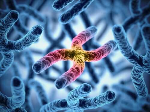 Abbildung von Chromosomen