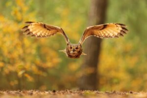 Nachtaktive Raubvögel: die Herrscher der Nacht