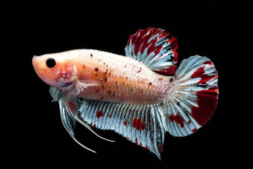 Flossen der Fische