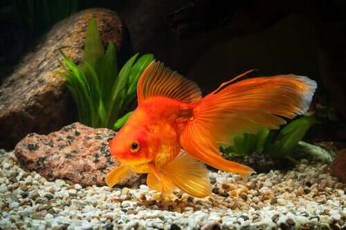 Goldfisch