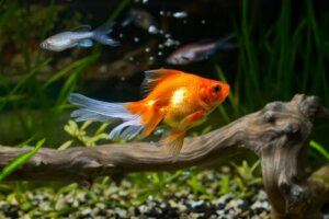 Die robuste Gesundheit des Goldfisches: Könnte die Wasserqualität das Geheimnis sein?