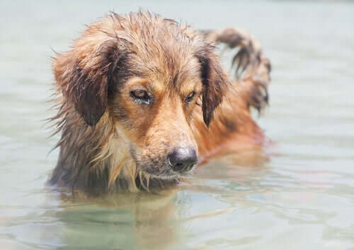 Ist Meerwasser schädlich für Hunde?