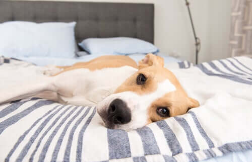 Hund liegt abgeschlagen auf dem Bett