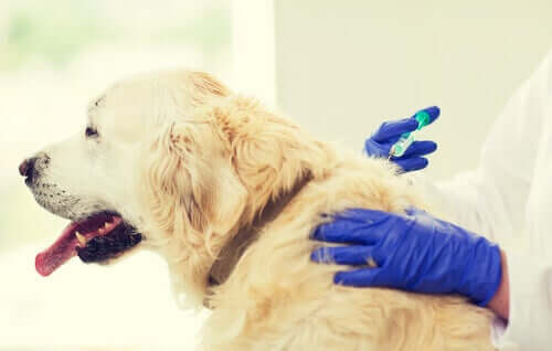 Hund wird vom Tierarzt geimpft